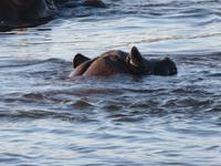 Vic Falls - Bootsfahrt auf dem Sambesi  - Flusspferd