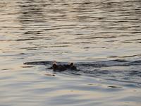 Vic Falls - Bootsfahrt auf dem Sambesi  - Flusspferd