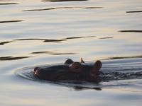 Vic Falls - Bootsfahrt auf dem Sambesi  - Flusspferd