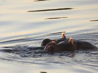 Vic Falls - Bootsfahrt auf dem Sambesi  - Flusspferd