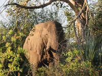 Vic Falls - Bootsfahrt auf dem Sambesi  - Elefant