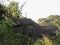 Vic Falls - Bootsfahrt auf dem Sambesi  - Elefant