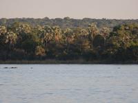 Vic Falls - Bootsfahrt auf dem Sambesi  -