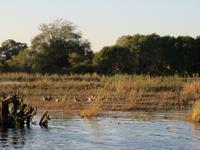 Vic Falls - Bootsfahrt auf dem Sambesi  -