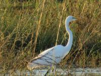 Vic Falls - Bootsfahrt auf dem Sambesi  - Silberreiher