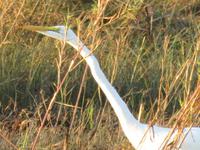 Vic Falls - Bootsfahrt auf dem Sambesi  - Silberreiher