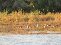 Vic Falls - Bootsfahrt auf dem Sambesi  -