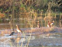 Vic Falls - Bootsfahrt auf dem Sambesi  - Nilgänse