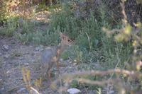 Die kleinste Antilopenart Damara Dik-Dik