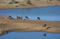 Impalas am Wasserloch