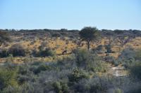 Pirschfahrt Mt. Etjo