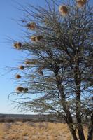 Baum mit kleinen Webervogelnestern