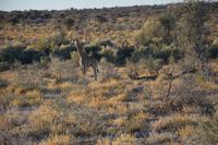 Giraffe Pirschafhrt Mt. Etjo