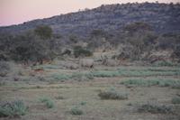 Nashorn mit seinem Kleinen