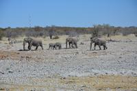 Elefanten im Etosha