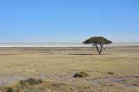 Blick auf die Etoshapfanne
