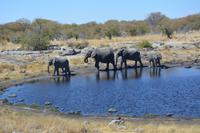 Elefanten am Wasserloch