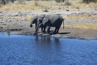 Elefanten am Wasserloch