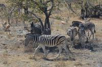 Zebras und Impalas 