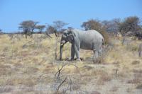 Ein schlafender Elefant am Straßenrand