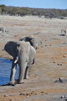 Elefanten sind auch da