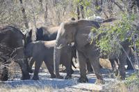 Eine Elefantenherde möchte über die Straße
