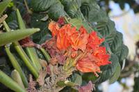 Blühender Baum in Tsumeb