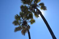Makalani Palme in Namibia