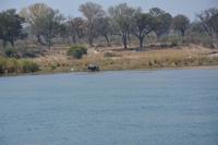 Flusspferd am Okawango 