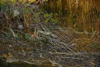 Krokodil bei der Flussfahrt auf dem Okavango