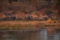 Elefantenherde kommt zum Okavangofluss