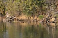 Flusspferde verstecken sich im Wasser 