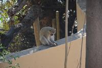 Überall gibt es Affen...