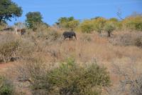 Bootsfahrt auf dem Chobe