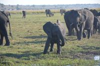 Elefanten am Chobefluss