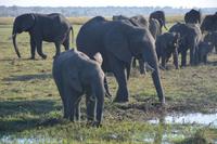 Noch mehr Elefanten...