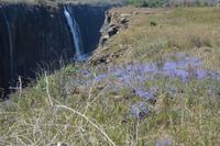 Es blüht auch hübsch an den Victoria Wasserfällen 