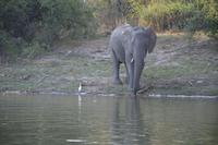 Elefanten am Sambesi