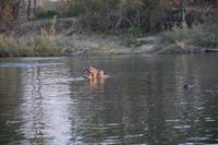 Wir sehen mehrere Flusspferde im Sambesi