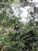 Guarezza im Arusha National Park