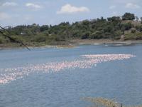 Rosa- und Zwergflamingos am großen Momellasee