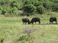 Kleiner Kampf zwischen Kaffernbüffeln