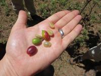 Kaffeebohnen in verschiedenen Reifegraden