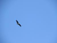 Marabu-Storch im Flug