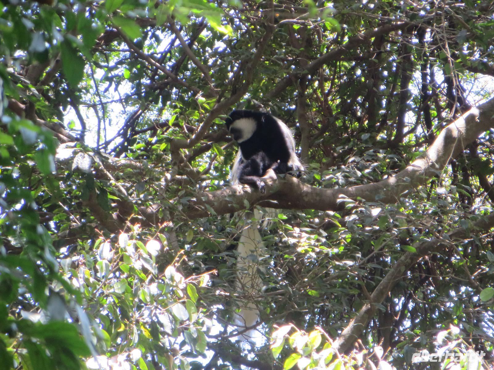 einer der seltenen Guarezzas, oder auch Coloboaffe genannt