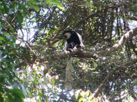 einer der seltenen Guarezzas, oder auch Coloboaffe genannt