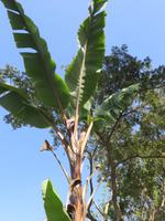 Bananenstaude auf der Kaffeefarm