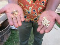 links Kaffeebohnen zweiter Wahl, rechts erster Wahl