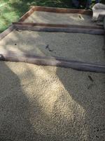 Kaffeebohnen beim trocknen