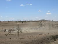 Viehherde in der Massaisteppe